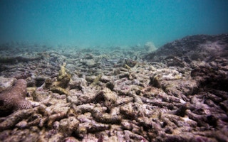 Dead reef