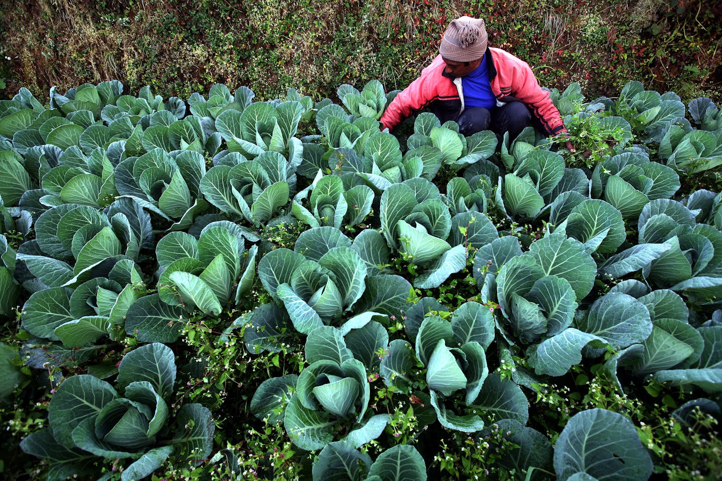 Nepalese farmer