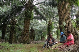 palm oil plantation workers take a break