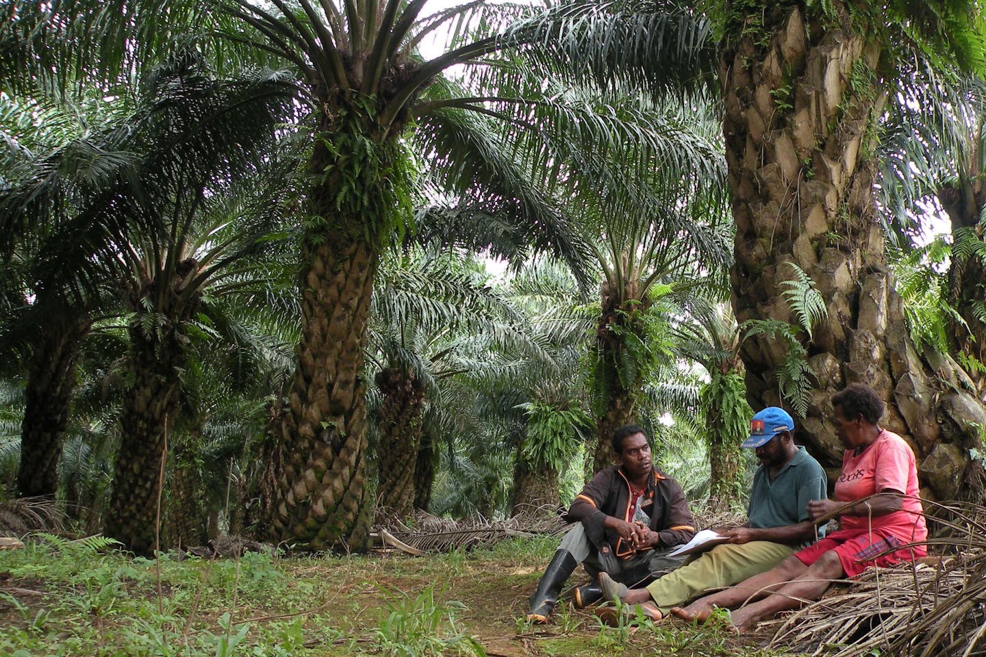 palm oil plantation workers take a break