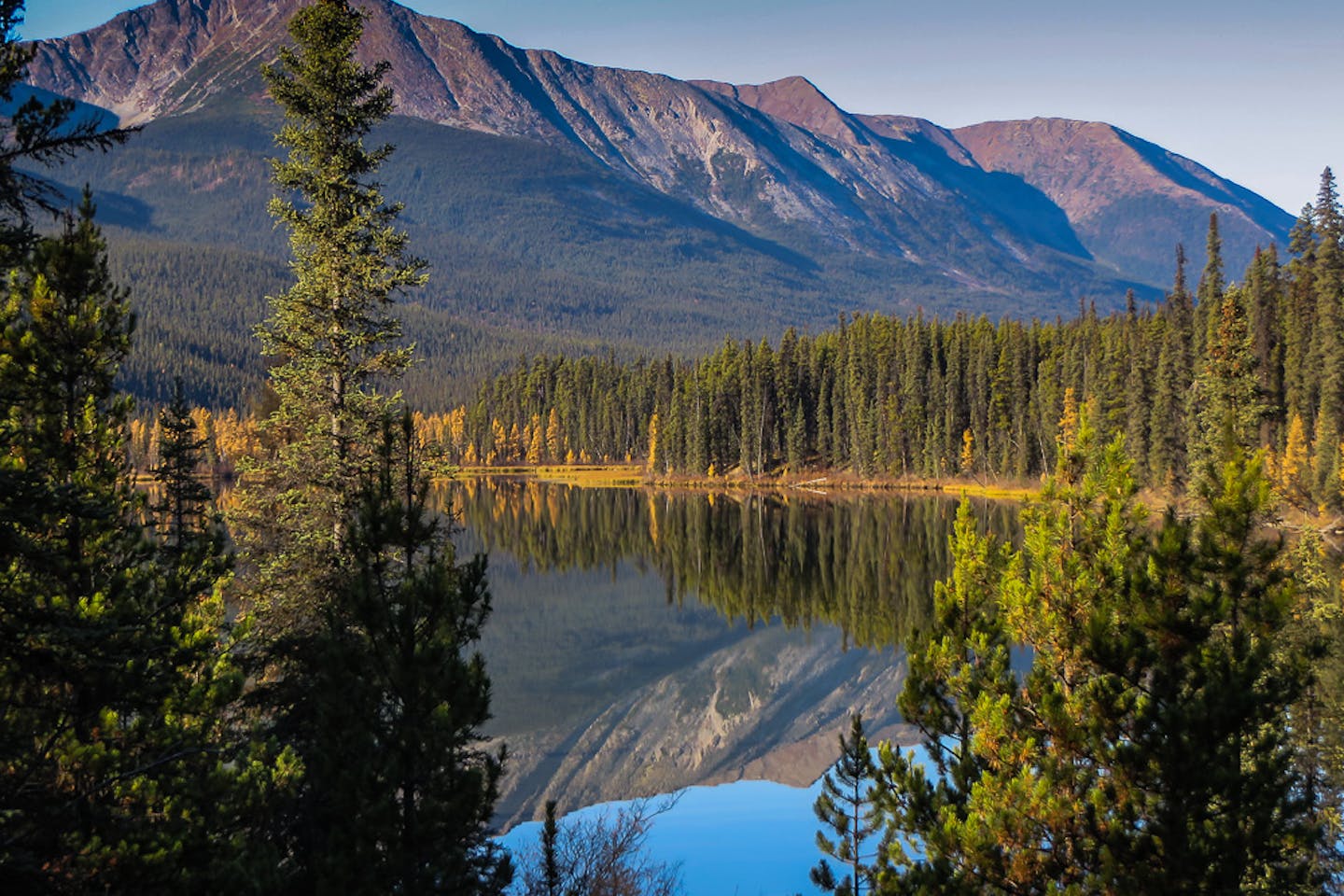 Boreal forest yukon