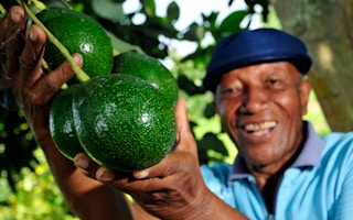 avocado farmer in colombia