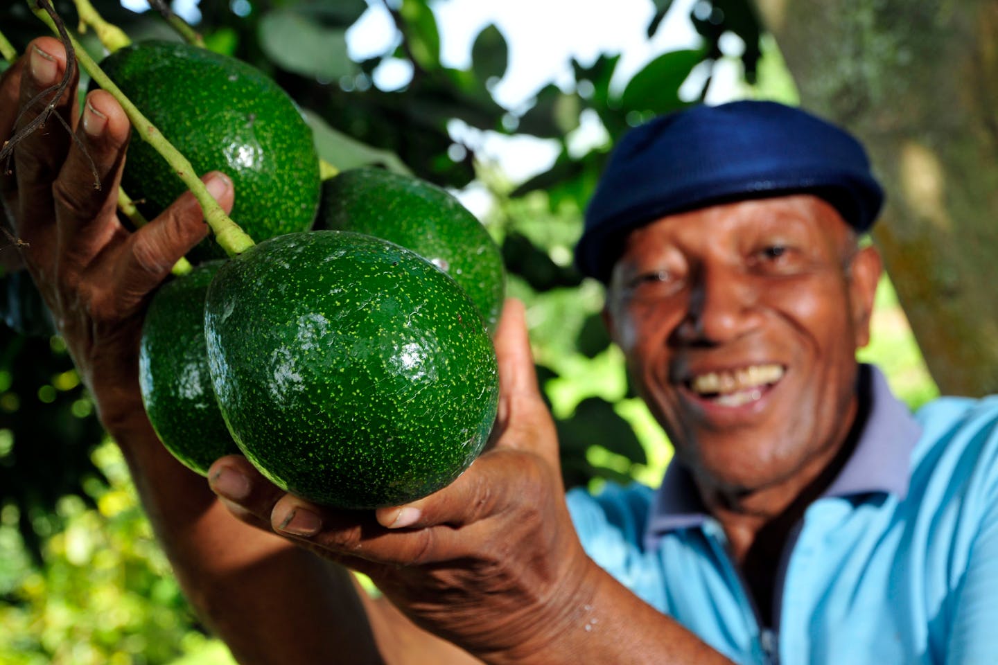 avocado farmer in colombia