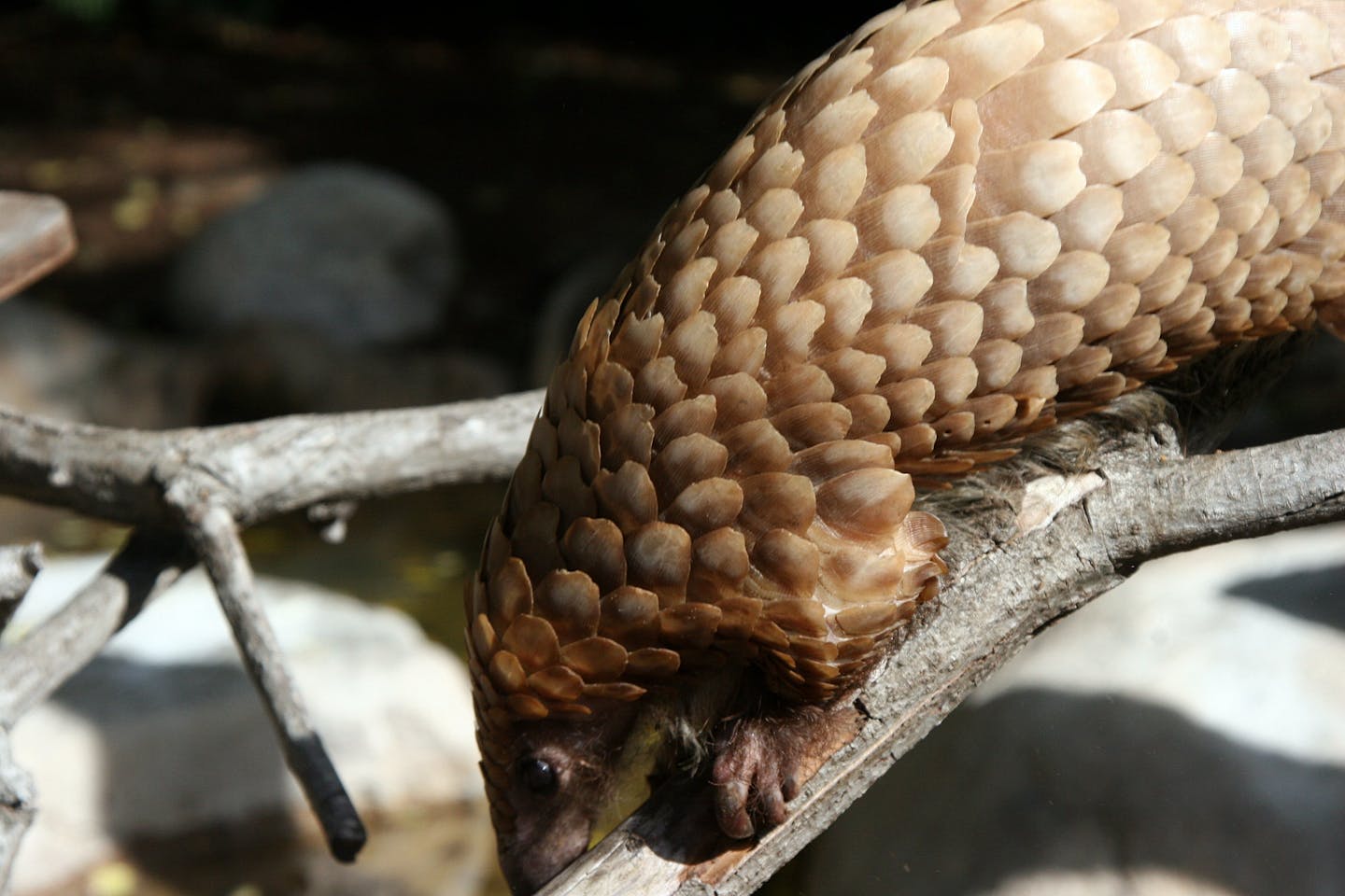 pangolin