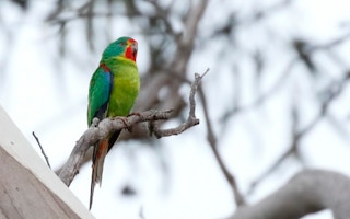 Swift Parrot in Australia