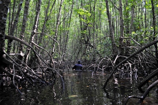 Mangroves in Kubu Raya, West Kalimantan, Indonesia