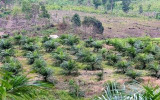 Palm oil plantation in Kalimantan, Indonesia