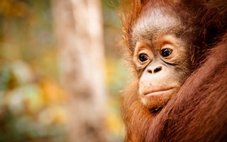 baby orangutan in Kalimantan