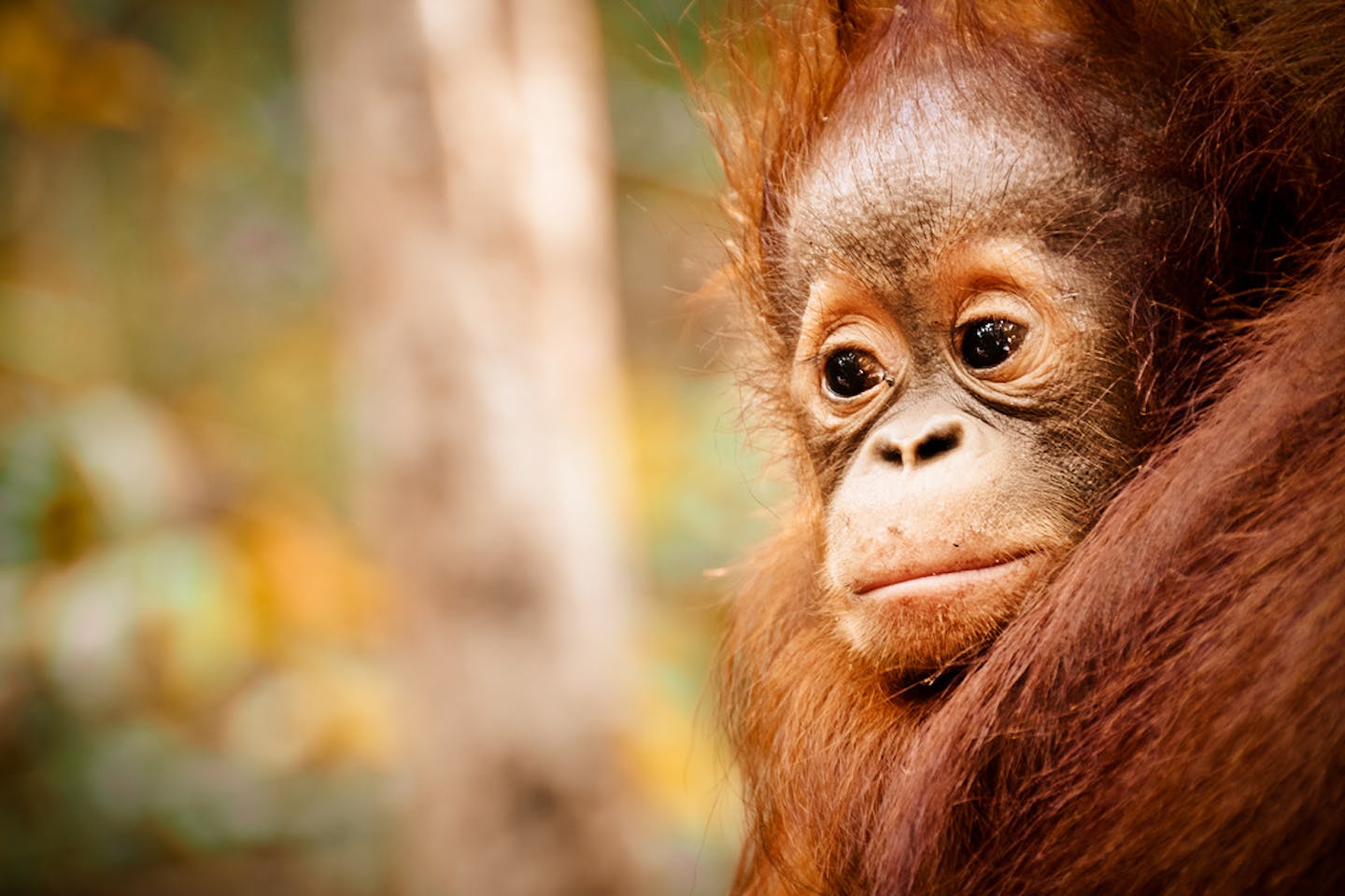 baby orangutan in Kalimantan