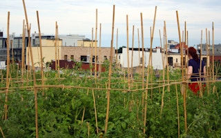Rooftop farm greenpoint