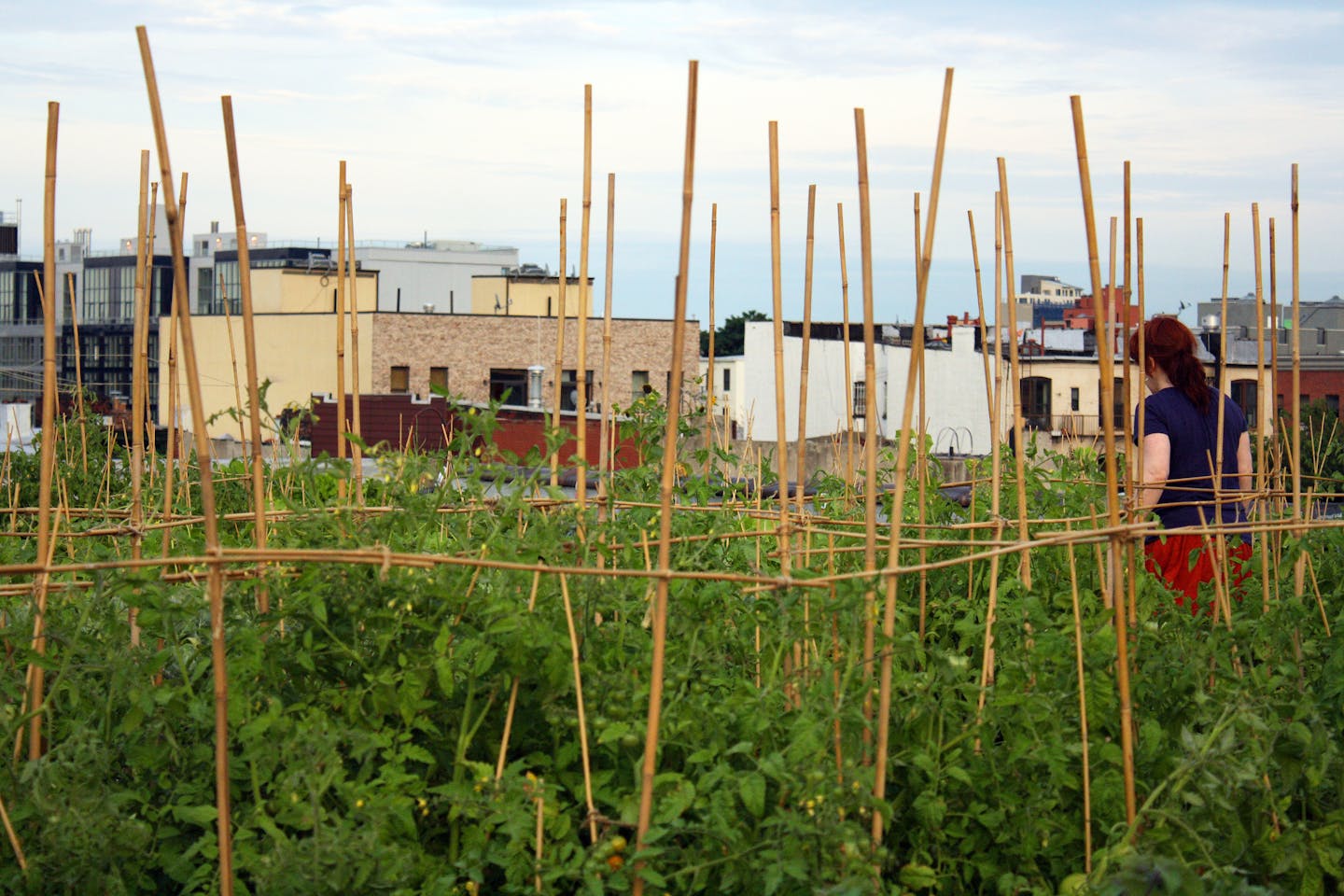 Rooftop farm greenpoint