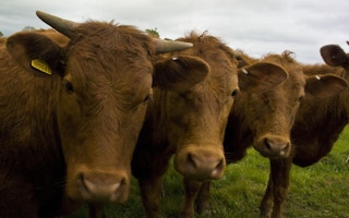 Cattle looking at you