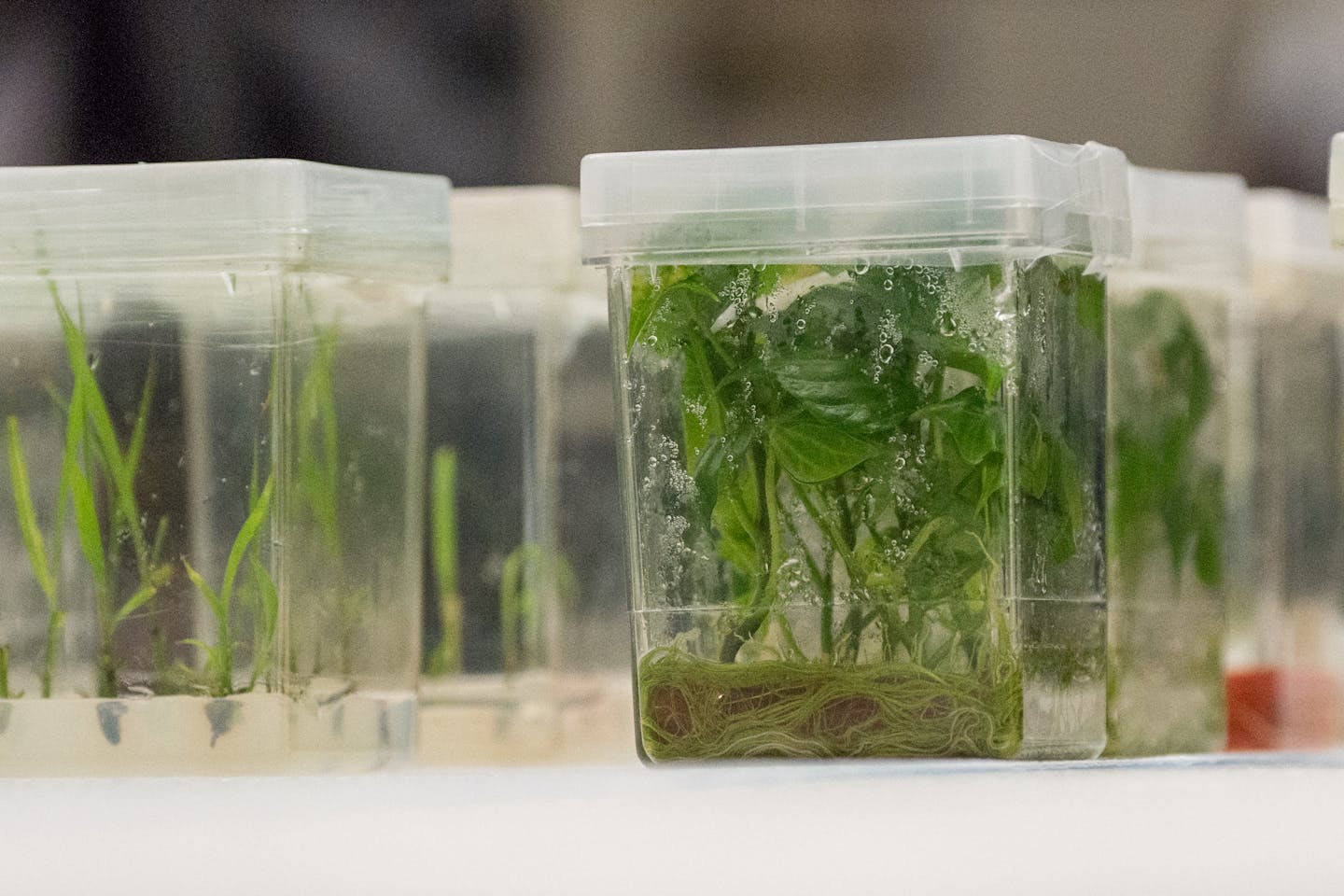 US Department of Agriculture gene bank
