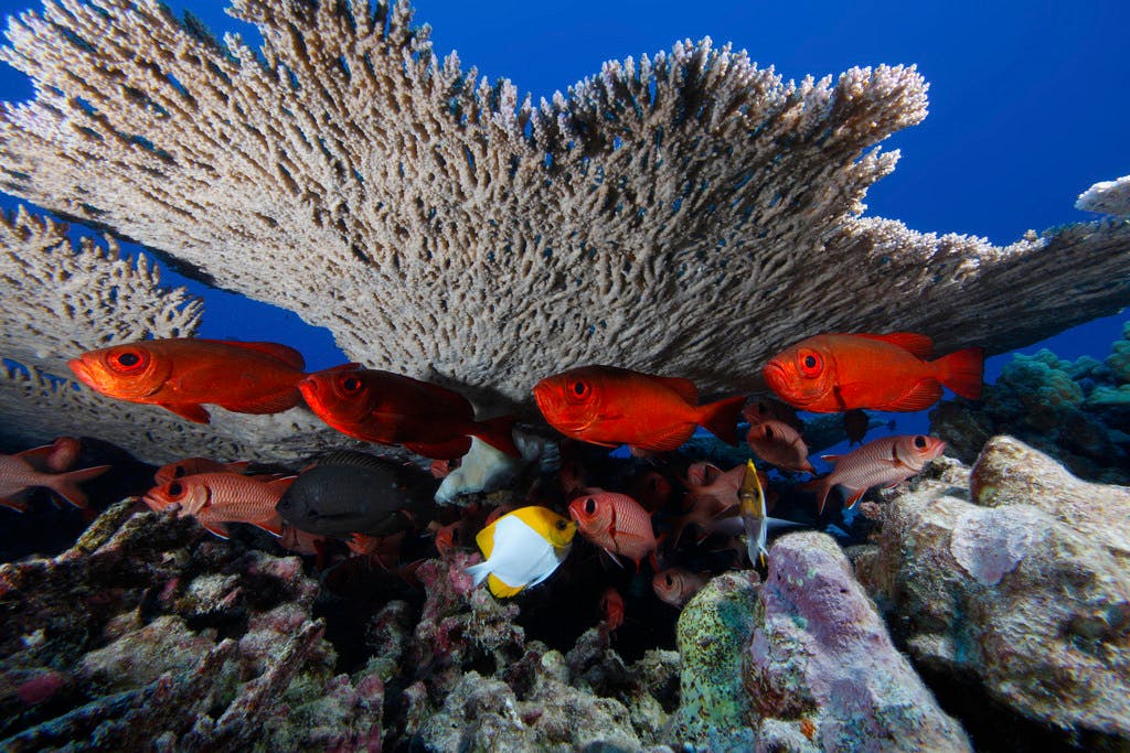 Big eye soldierfish at Papahānaumokuākea Marine National Monument