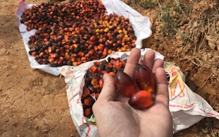 Loose palm oil fruit on the estate of PT AMNL, West Kalimantan, Indonesia