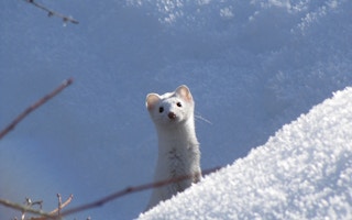 Long tailed weasel in white