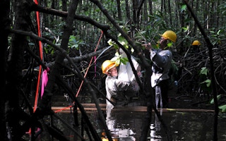 Measuring carbon in the mangroves