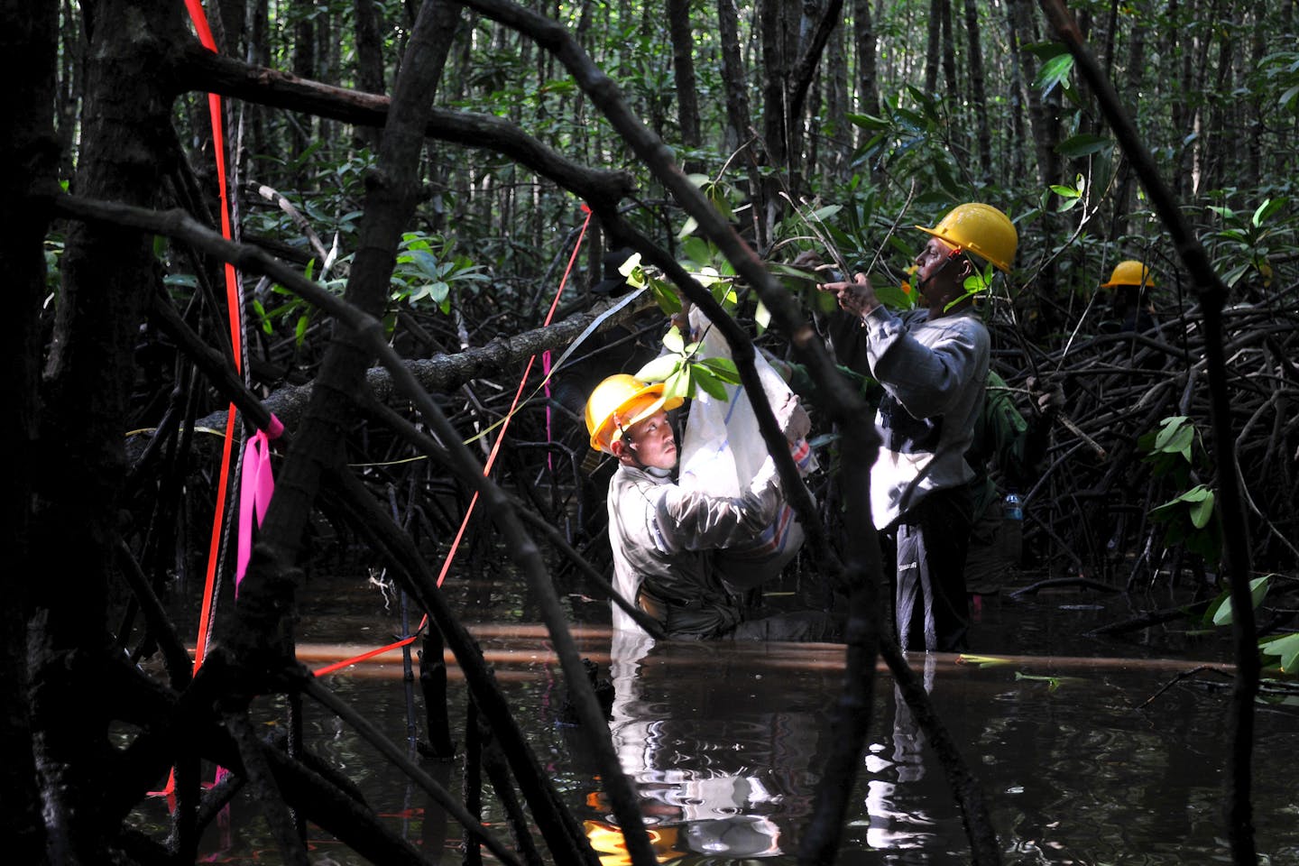 Measuring carbon in the mangroves