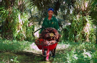 Child labour on palm oil plantation 