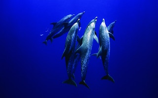 Atlantic spotted dolphins in the Atlantic ocean