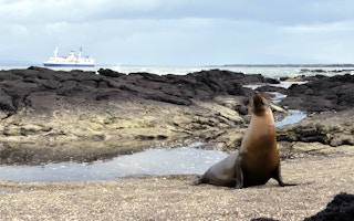 Seal in the Galalapagos
