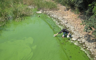 Researcher collects slimy green sample of algal bloom in Lake Taihu, China