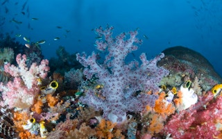 corals under the sea, under the sea