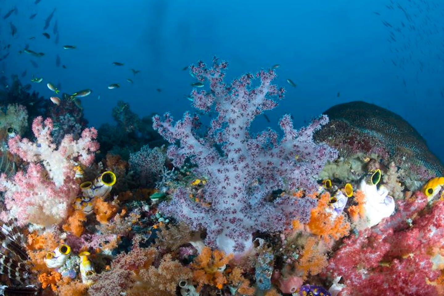 corals under the sea, under the sea