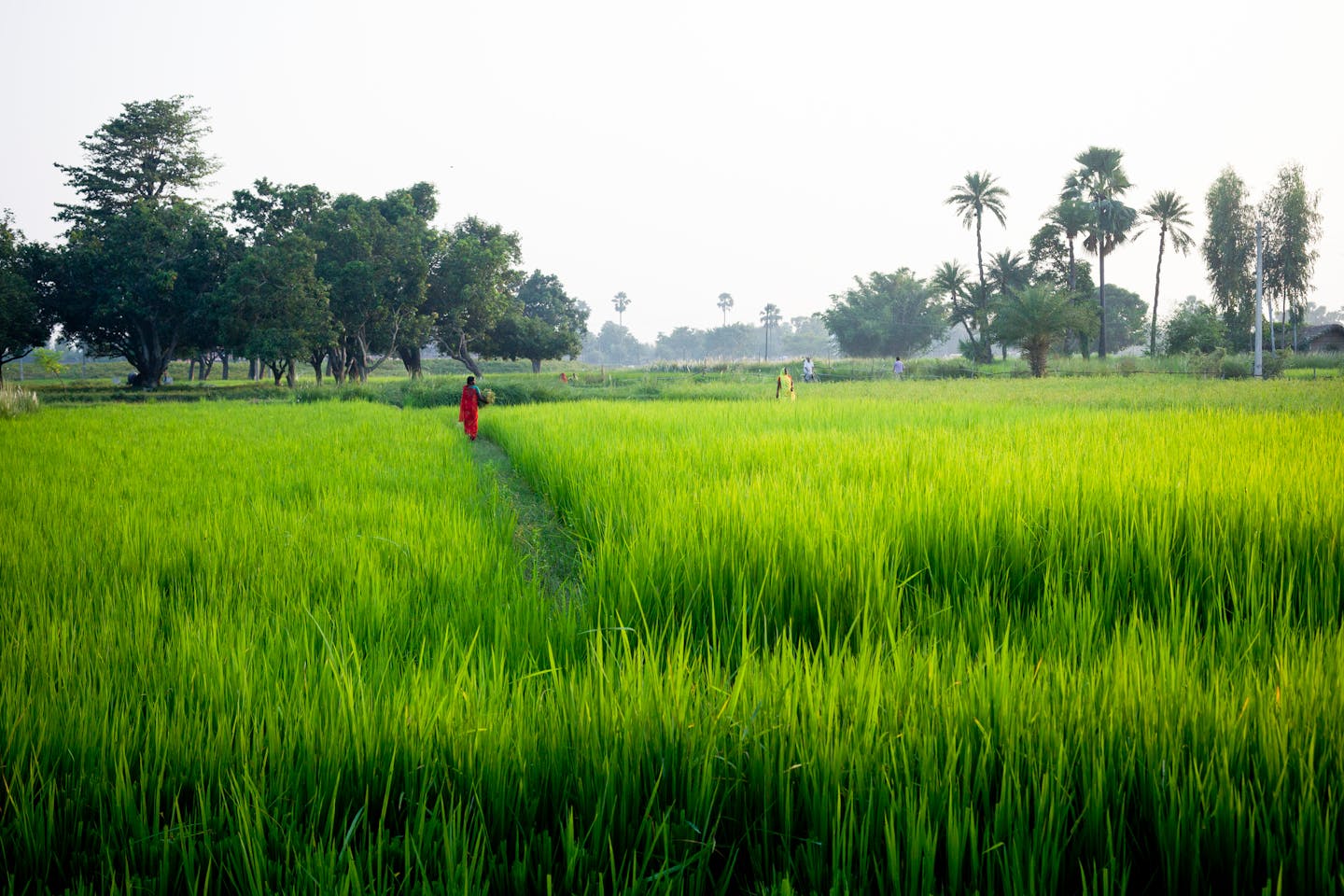 A field in Janakpur, Nepal at dawn.