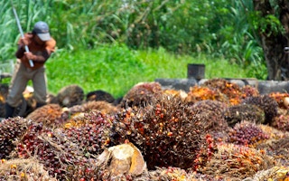 A harvest of palm oil fruit