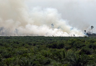 2012 palm oil plantation land clearing fire