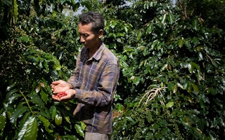 A Lao farmer looking at his coffee crop