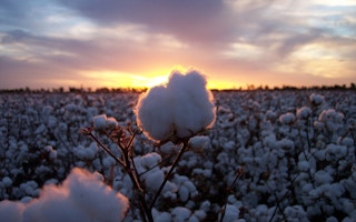 Cotton boll in sunset field