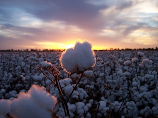 Cotton boll in sunset field