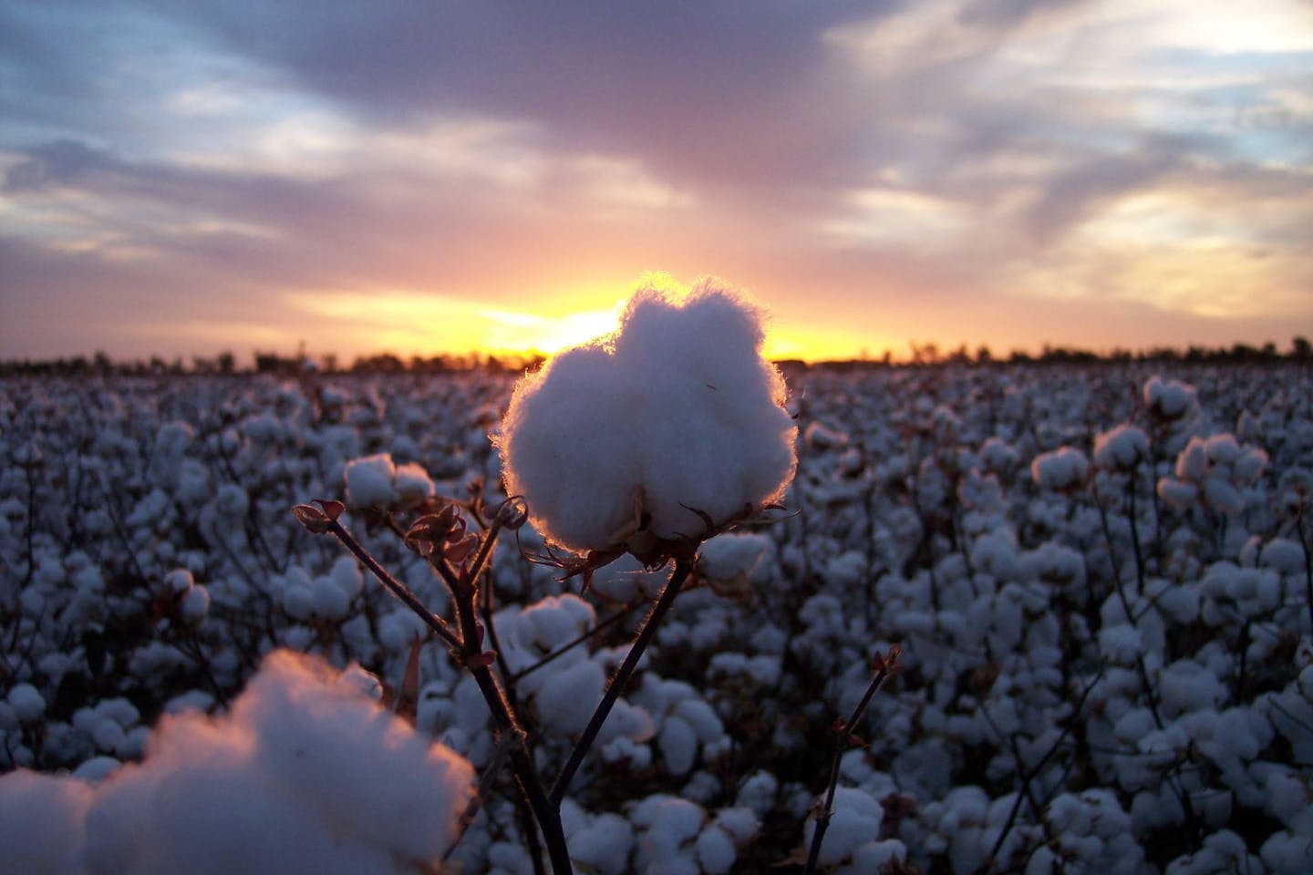 Cotton boll in sunset field