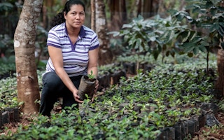 Coffee plantation El Salvador