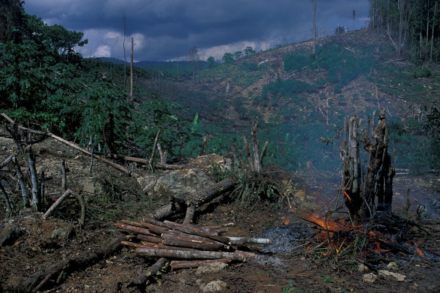 deforestation west java indonesia