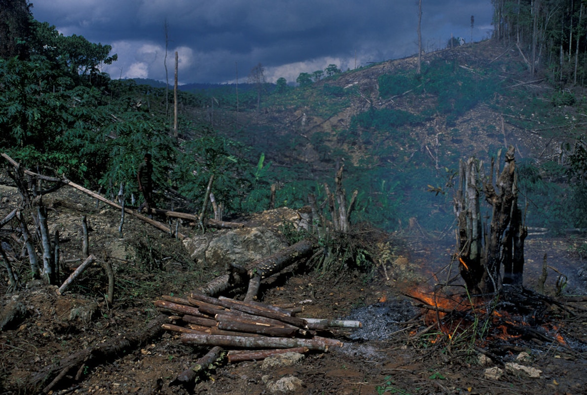 Brazil sets 'worrying' new  deforestation record, Environment News