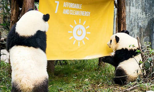 Two panda cubs, two little girls and the Sustainable Development Goals