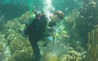 coral coring