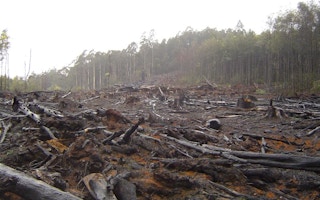 deforestation2