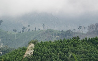vietnam deforestation