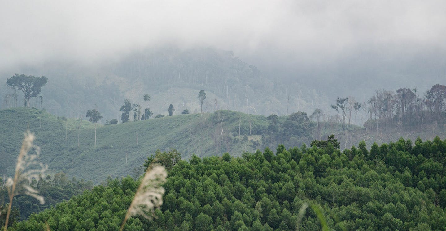 COP30: Global Nature Goals at Risk as Conservation Projects Quietly Fail COP30: Global Nature Goals at Risk as Conservation Projects Quietly Fail