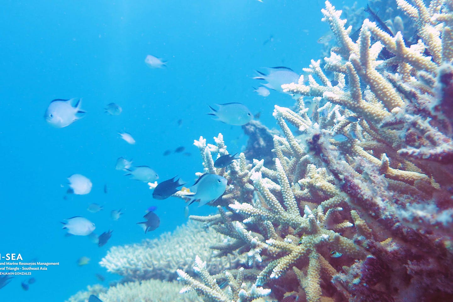 CTI corals palawan