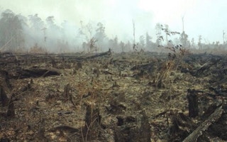 burnt peatlands in Indonesia