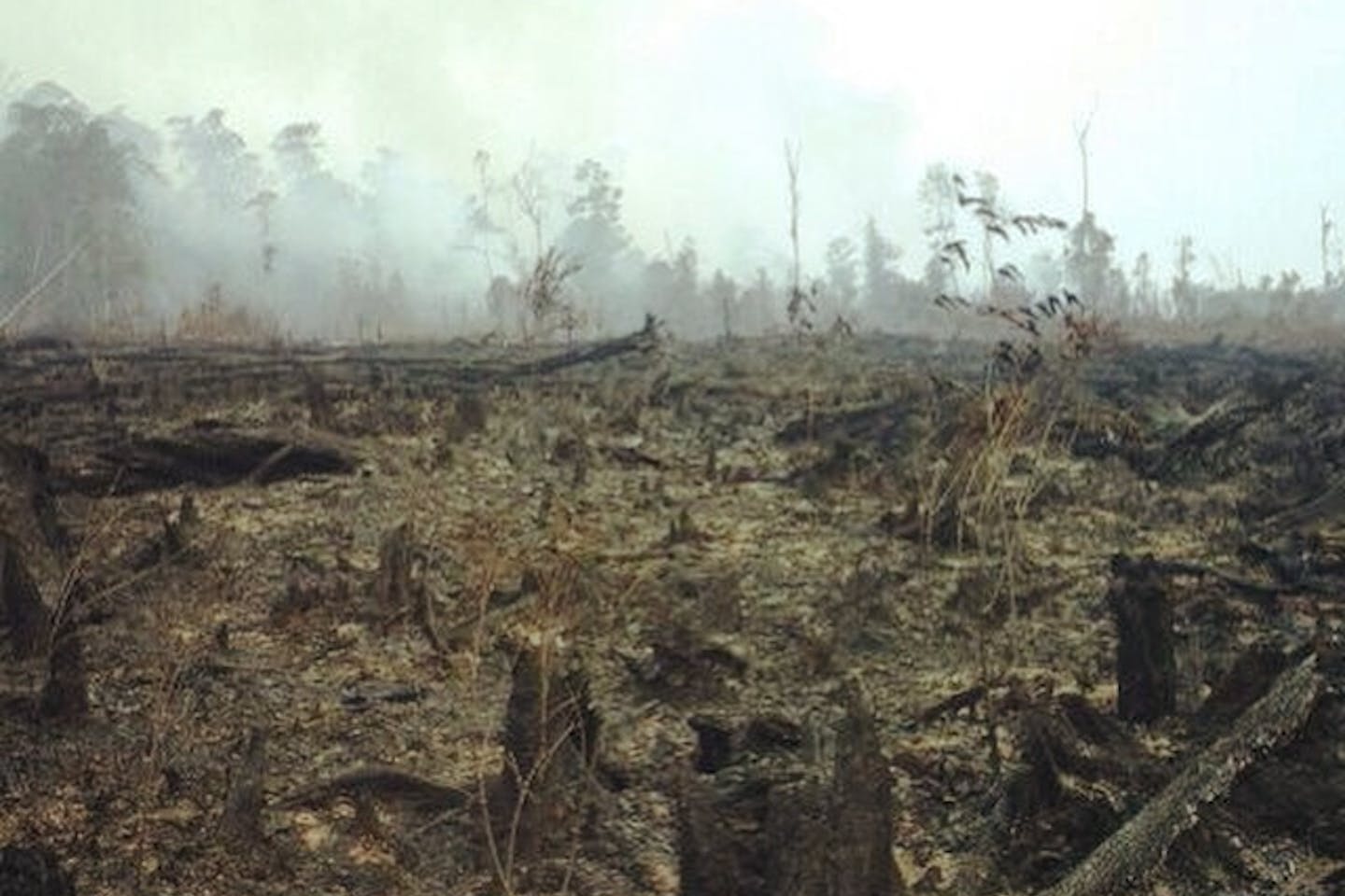 burnt peatlands in Indonesia