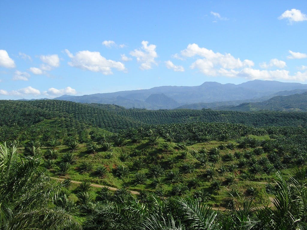 cigudeg bogor palm oil
