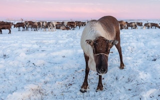 reindeer in Russia