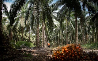 Brazil oil palm plantation