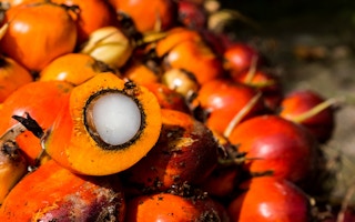 fresh oil palm fruit
